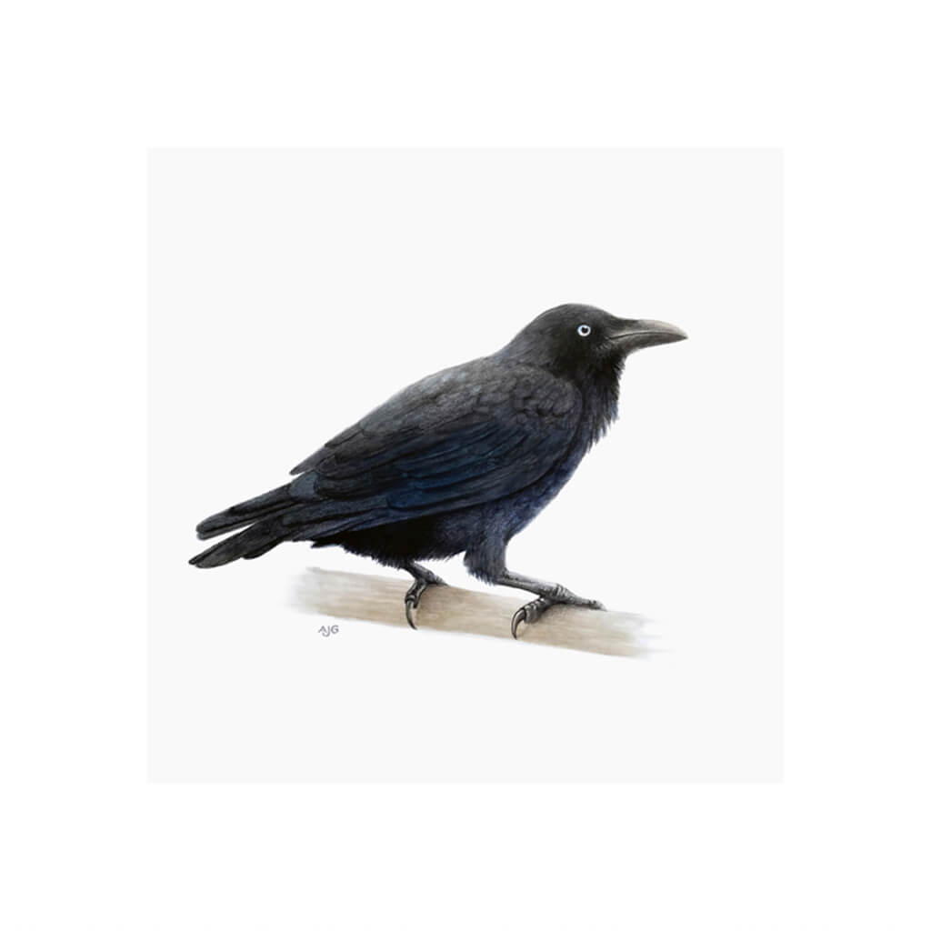 A giclée fine art print of an Australian Raven bird sitting on branch, against a pale neutral colour background.