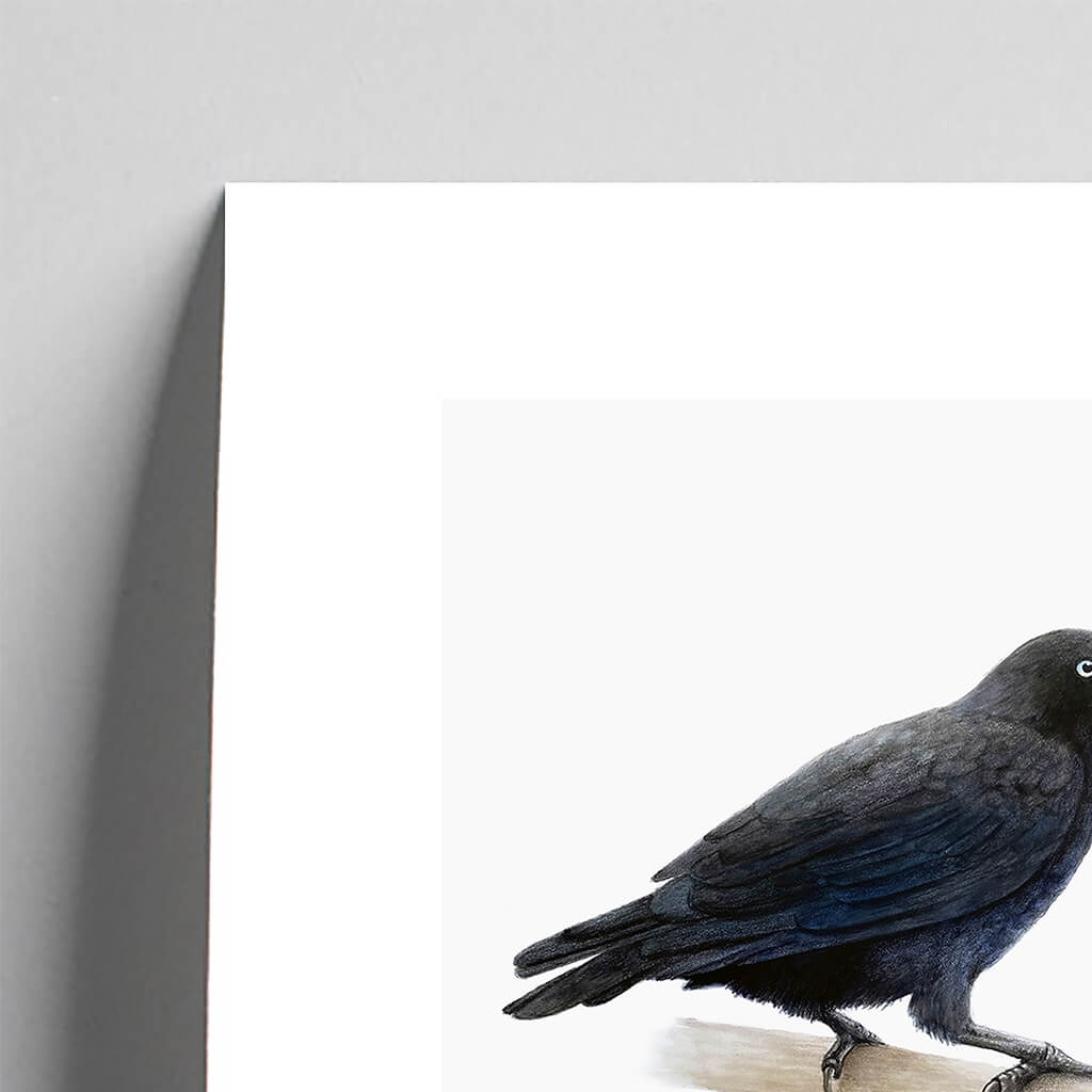 Giclée fine art print of an Australian Raven on a pale grey background. This image shows a section, to highlight the detail.