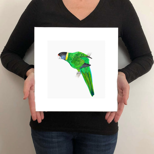 A giclée fine art print on paper of an Australian Ringneck Parrot bird on a light grey background. This image illustrates the print size.