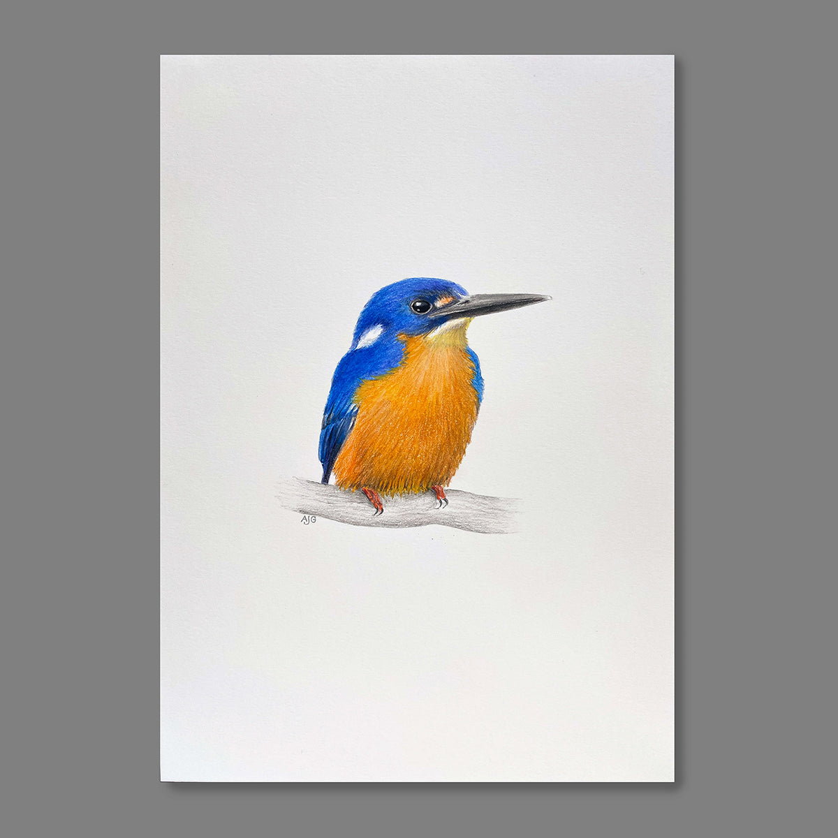 An original artwork of an Azure Kingfisher on a soft white background by Amanda Gosse bird artist