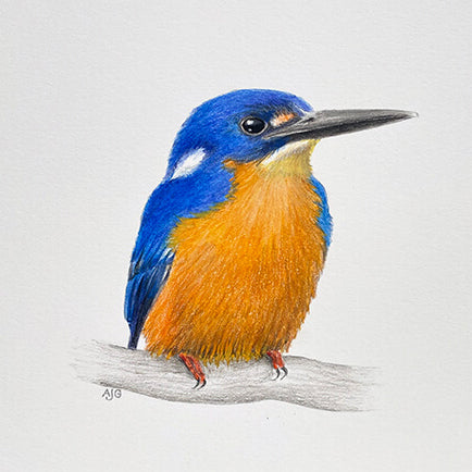 An original realistic painting of an Azure Kingfisher bird on a branch, painted in gouache and colour pencil on a white background.