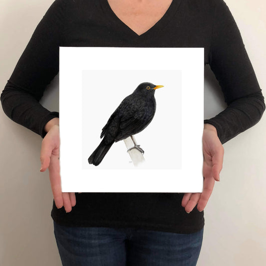 A giclee fine art print on paper of a blackbird on a light grey background. This image illustrates the print size.