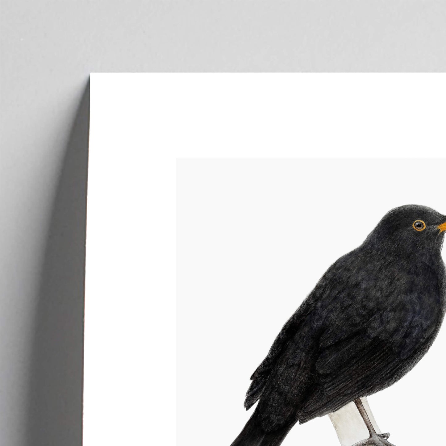 Giclee fine art print of a blackbird on a light grey background. This image shows a section, to highlight the detail.