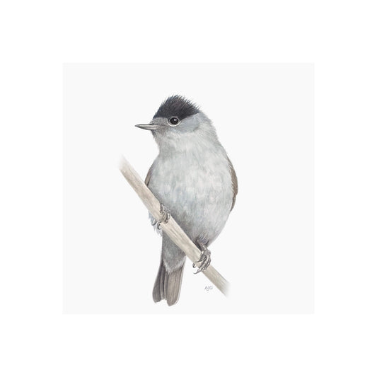 A giclée fine art print of a blackcap bird sitting on branch, against a pale neutral colour background.