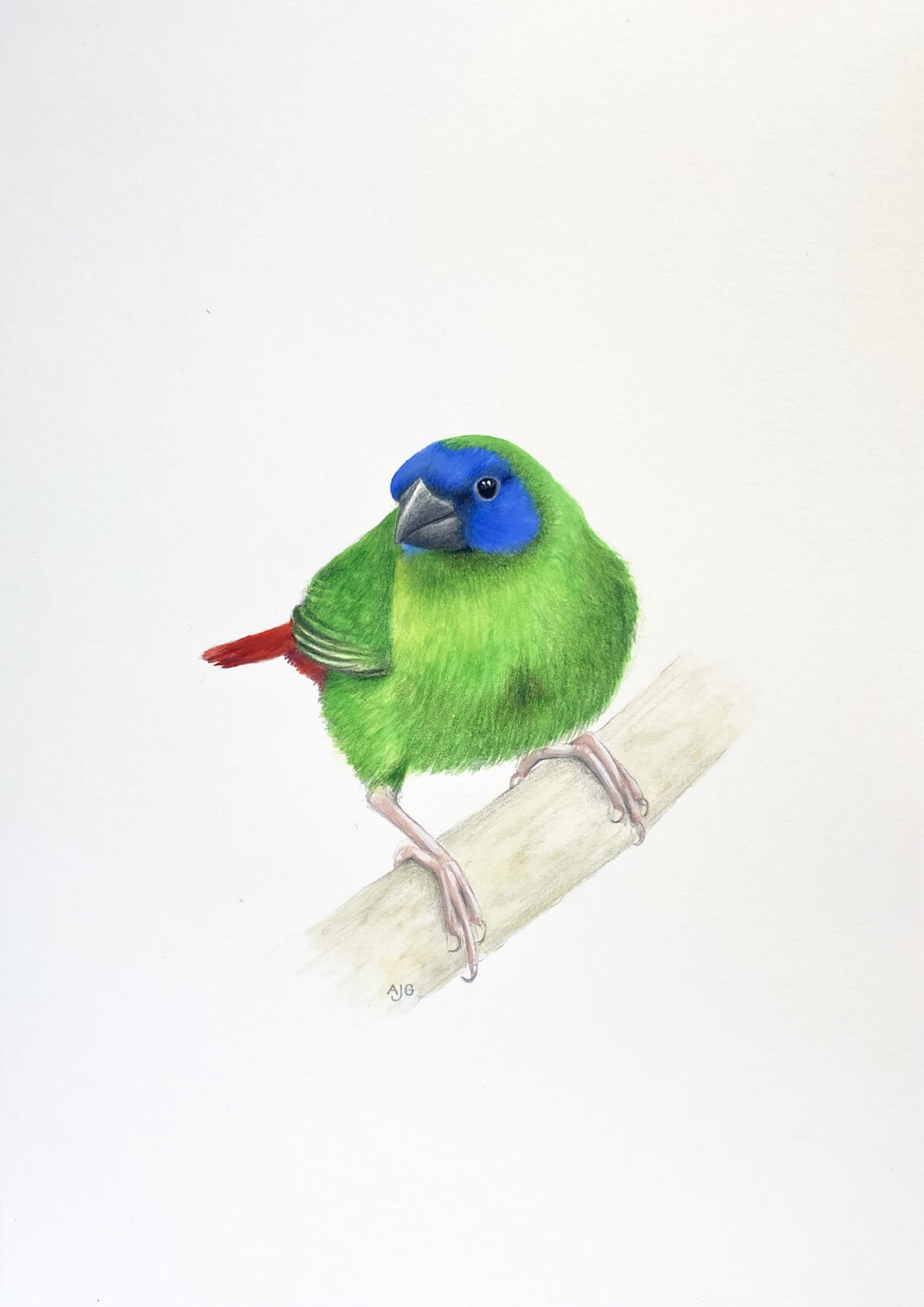 An original gouache and pencil painting of a Blue-faced Parrot Finch bird by Amanda Gosse.