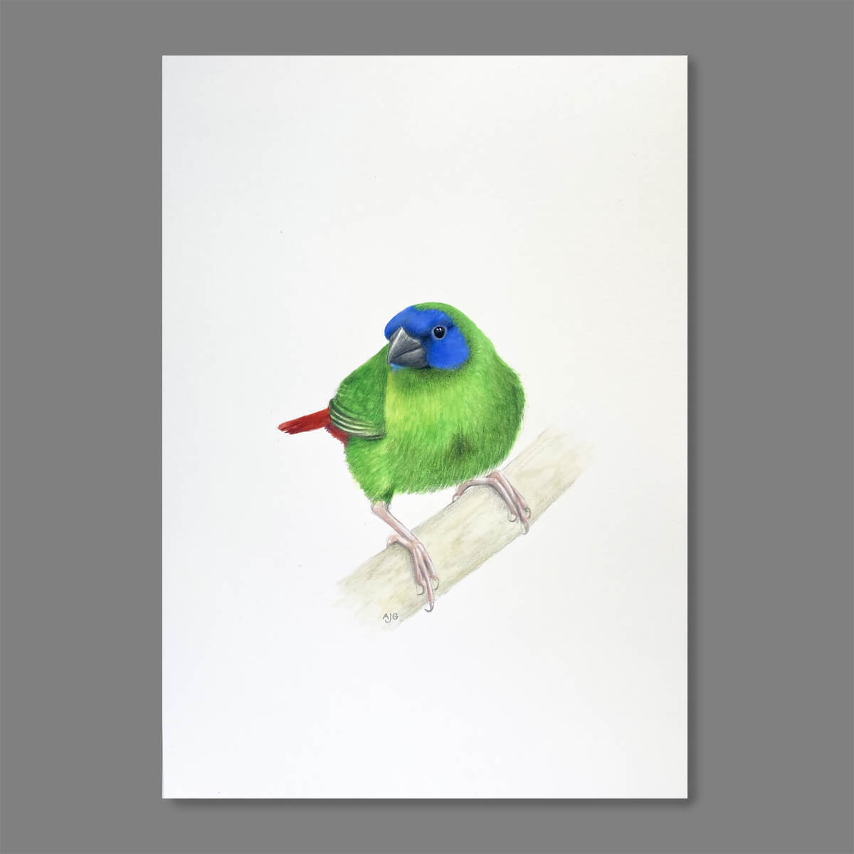 An original realistic painting of a Blue-faced Parrot Finch bird on a branch, painted in gouache and colour pencil. Artwork shown floating on a dark grey background.