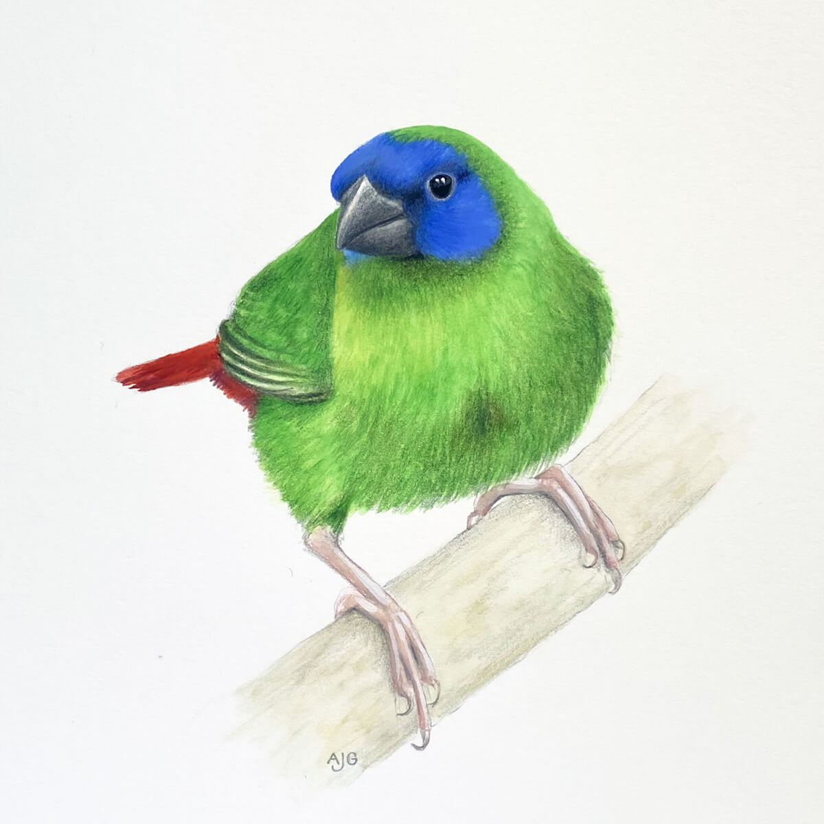 An original realistic painting of a Blue-faced Parrot Finch bird on a branch, painted in gouache and colour pencil on a white background.