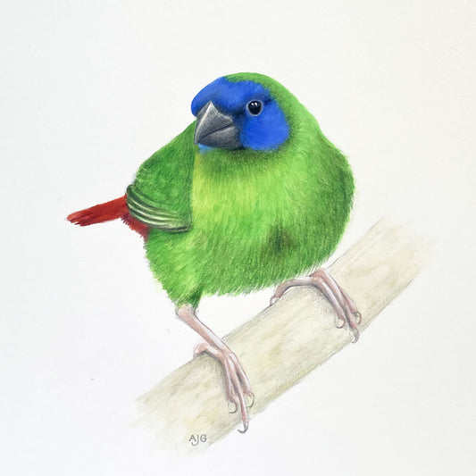 An original realistic painting of a Blue-faced Parrot Finch bird on a branch, painted in gouache and colour pencil on a white background.