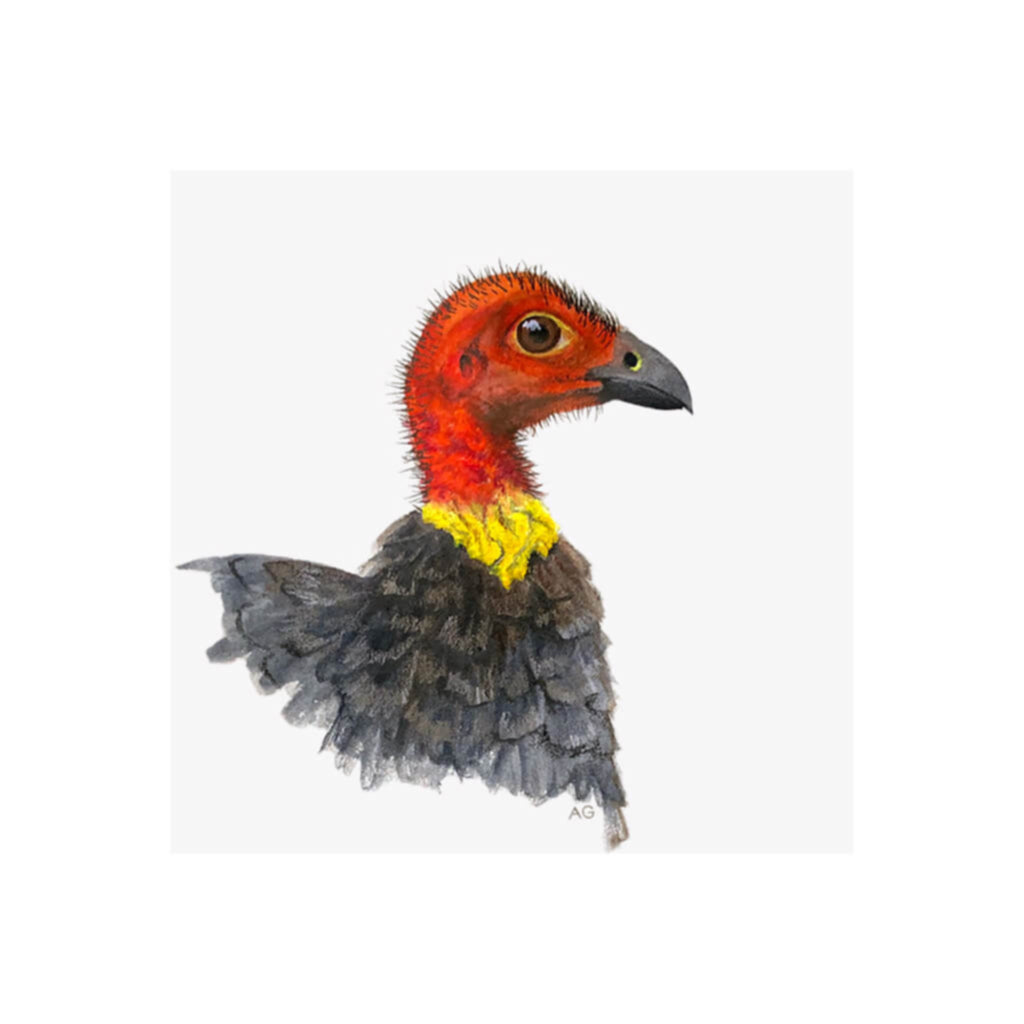 A giclée fine art print of an Australian Brush Turkey bird portrait, against a pale neutral colour background.