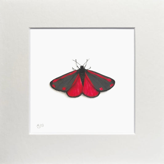 Matted painting of a cinnabar moth with red and black wings on a white background