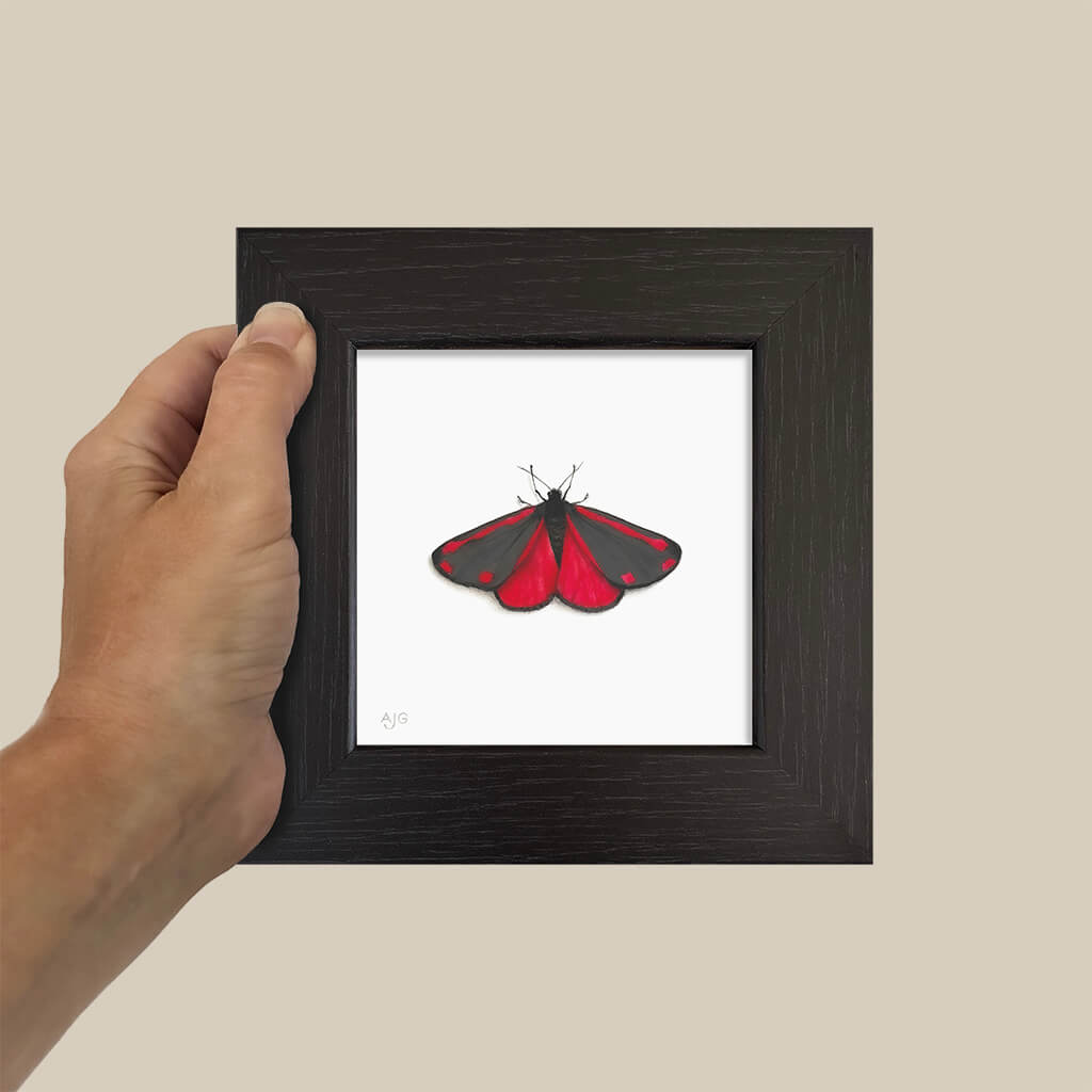 Hand holding a small framed picture of a red and black moth on a beige background