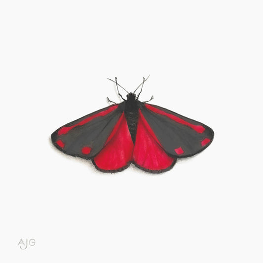 Painting of a cinnabar moth with red and black wings on a white background