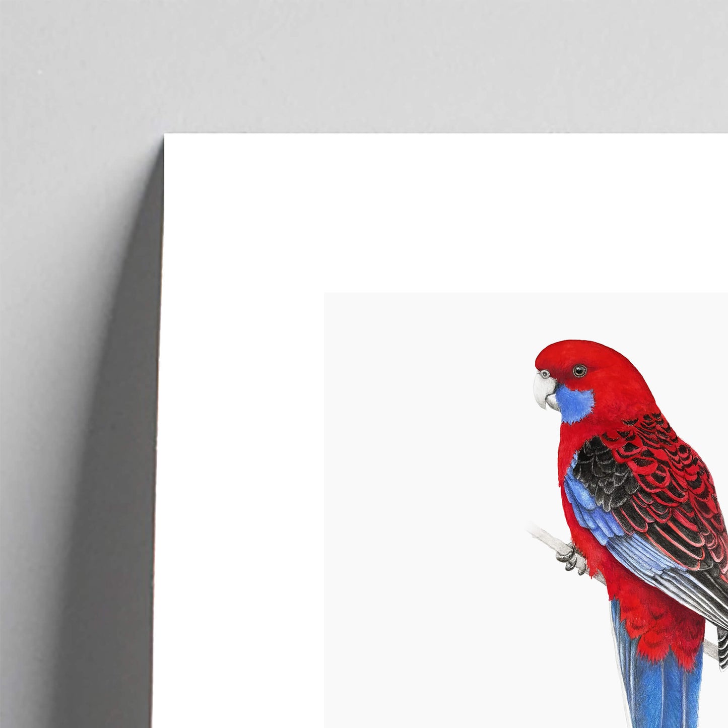 Giclée fine art print of a Crimson Rosella on a pale grey background. This image shows a section, to highlight the detail.