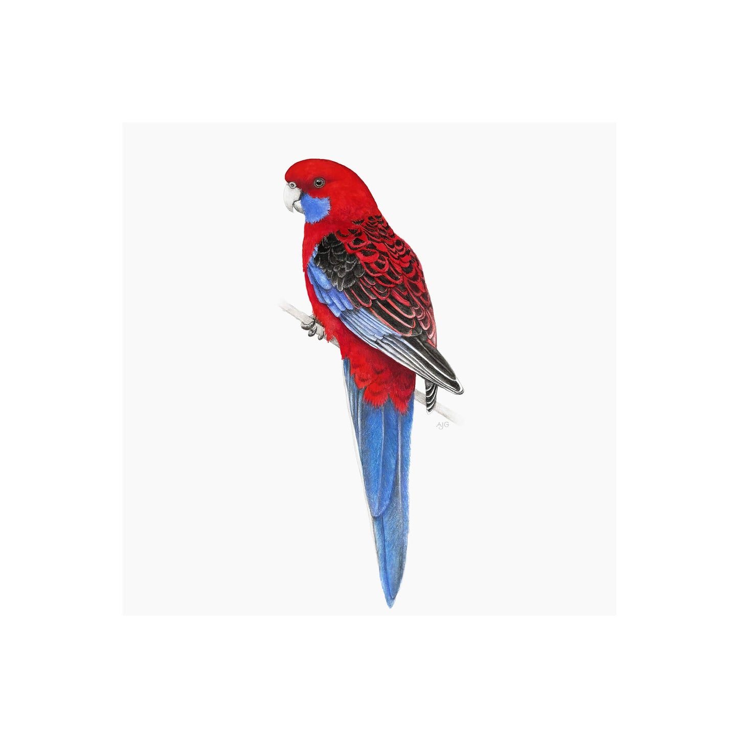 A giclée fine art print of a Crimson Rosella bird sitting on branch, against a pale neutral colour background.