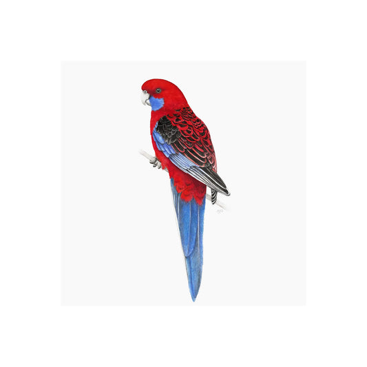 A giclée fine art print of a Crimson Rosella bird sitting on branch, against a pale neutral colour background.