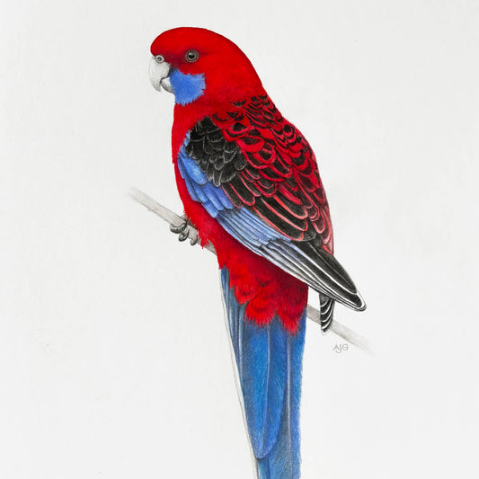 An original painting of an Australian crimson rosella