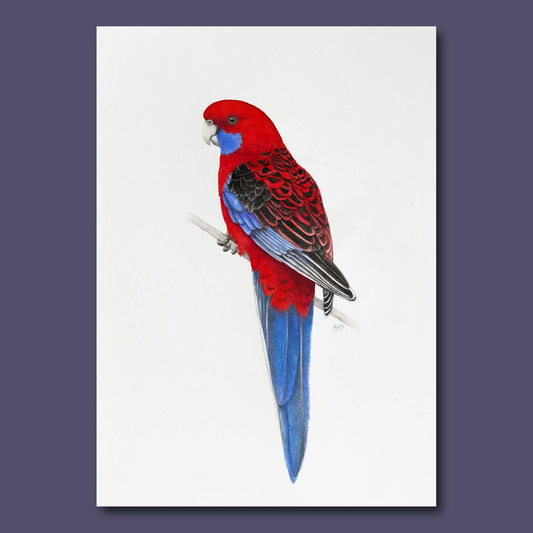 An original artwork of an Australian crimson rosella painting by Amanda Gosse