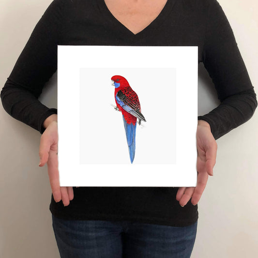 A giclée fine art print on paper of a Crimson Rosella bird on a light grey background. This image illustrates the print size.
