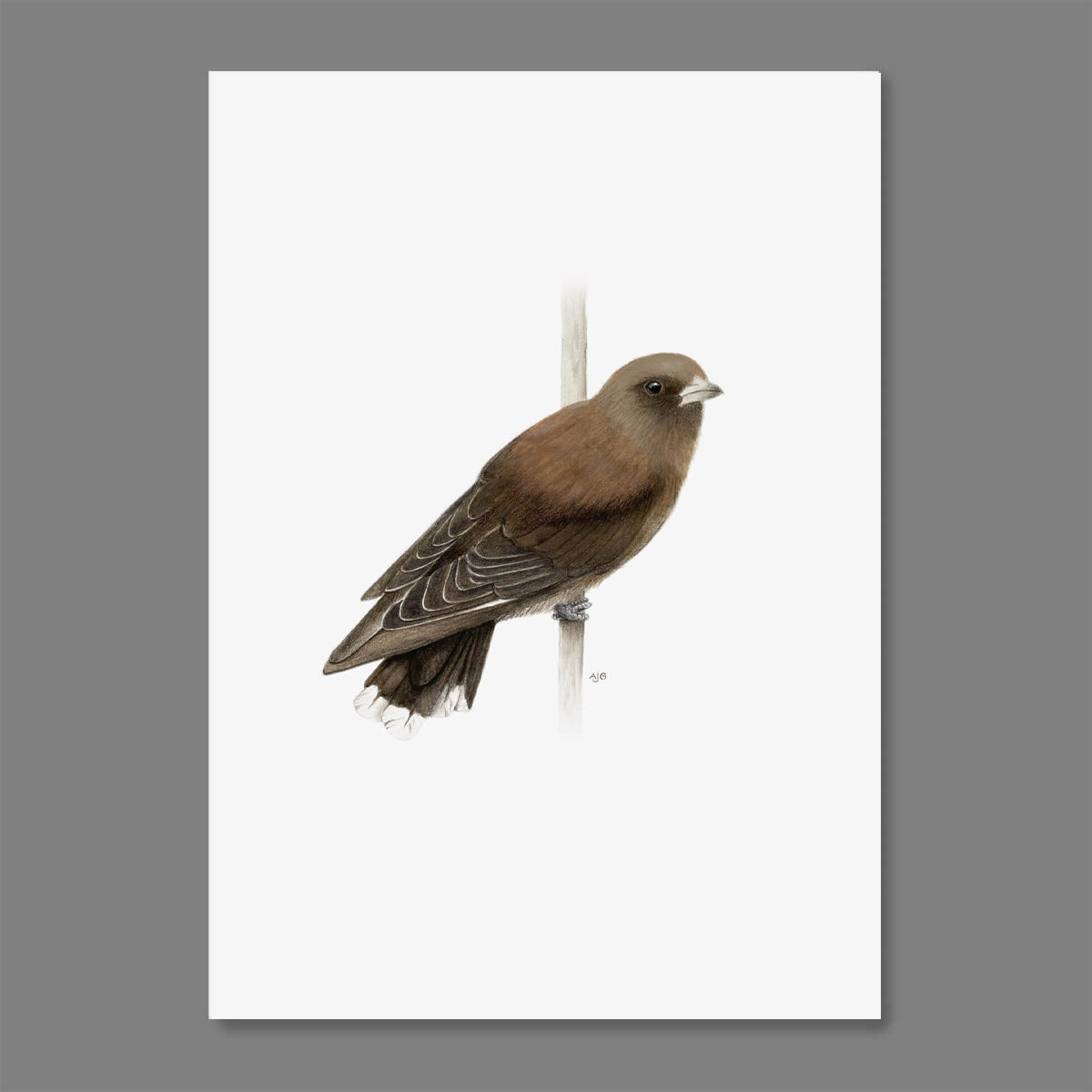 An original artwork of a Dusky Woodswallow on a soft white background by Amanda Gosse bird artist.