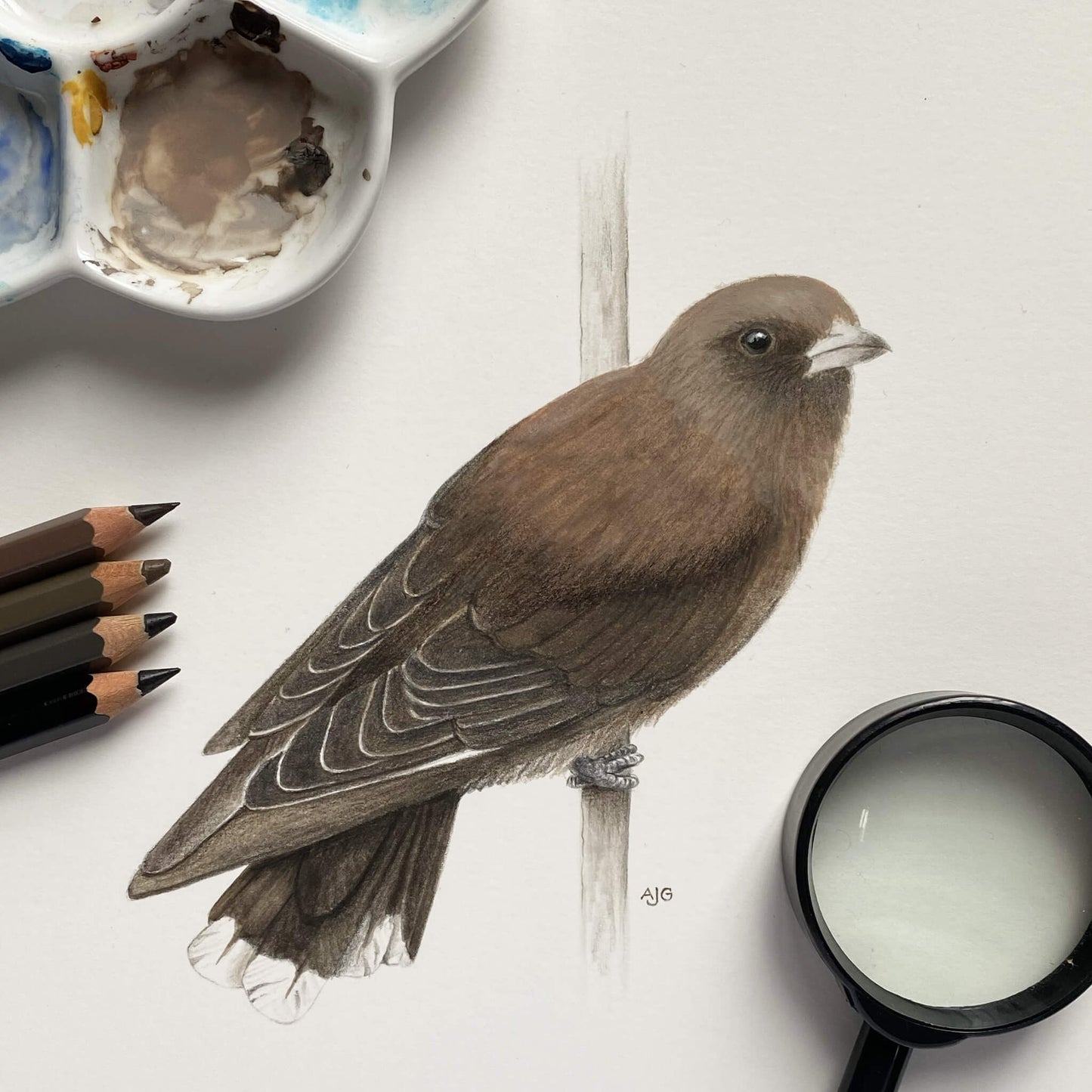 An original realistic painting of a Dusky Woodswallow bird on a branch, painted in gouache and colour pencil.