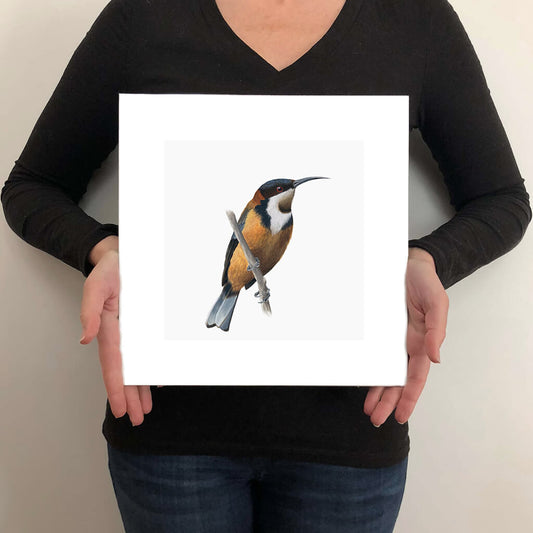 A giclée fine art print on paper of a Eastern Spinebill bird on a light grey background. This image illustrates the print size.