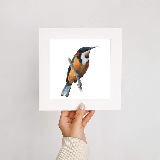 Hand holding a mounted print of an Eastern spinebill bird on a white background