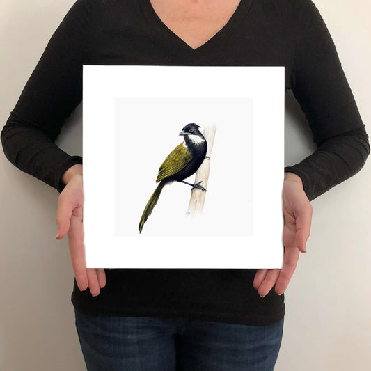 A giclée fine art print on paper of an Eastern Whipbird bird on a light grey background. This image illustrates the print size.