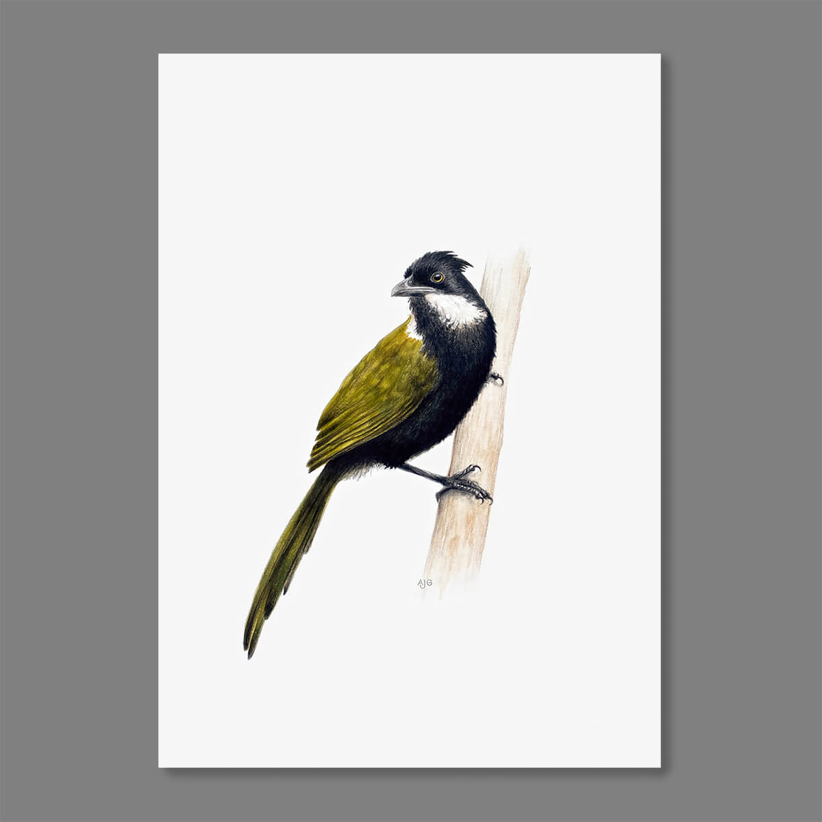 An original realistic painting of an Eastern Whipbird bird on a branch, painted in gouache and colour pencil. Artwork shown floating on a dark grey background.