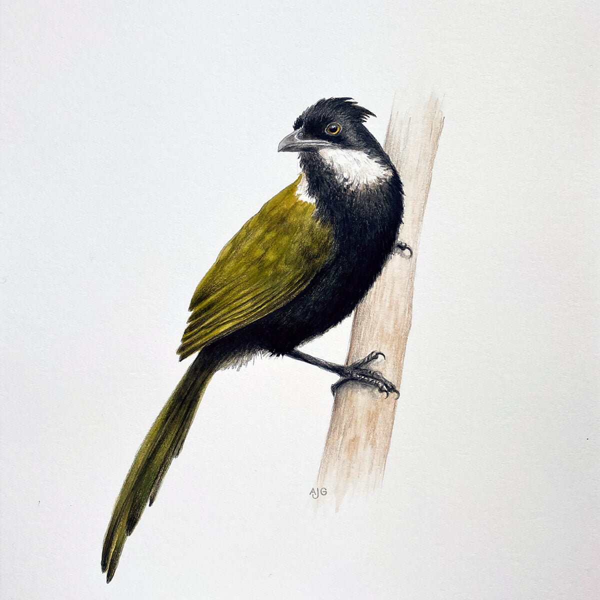 An original realistic painting of an Eastern Whipbird bird on a branch, painted in gouache and colour pencil on a white background.