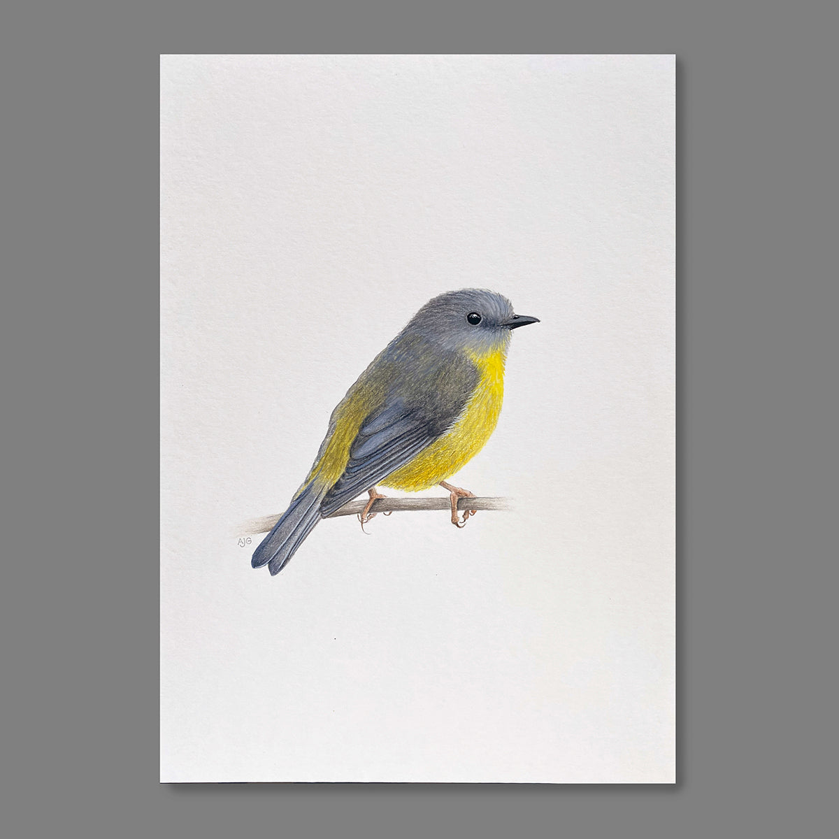 An original artwork of an Eastern Yellow Robin on a soft white background by Amanda Gosse bird artist