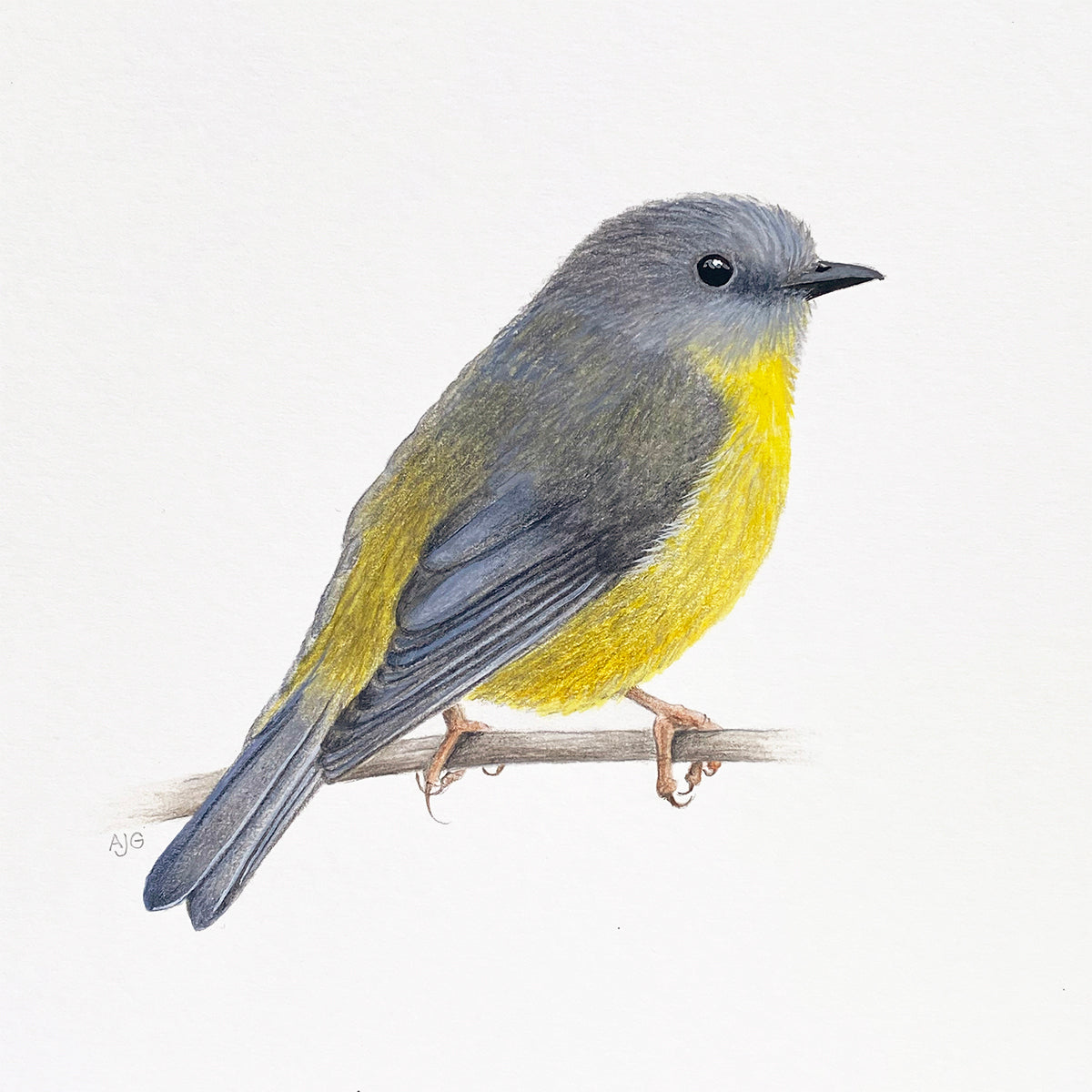 An original realistic painting of an Eastern Yellow Robin bird on a branch, painted in gouache and colour pencil on a white background.