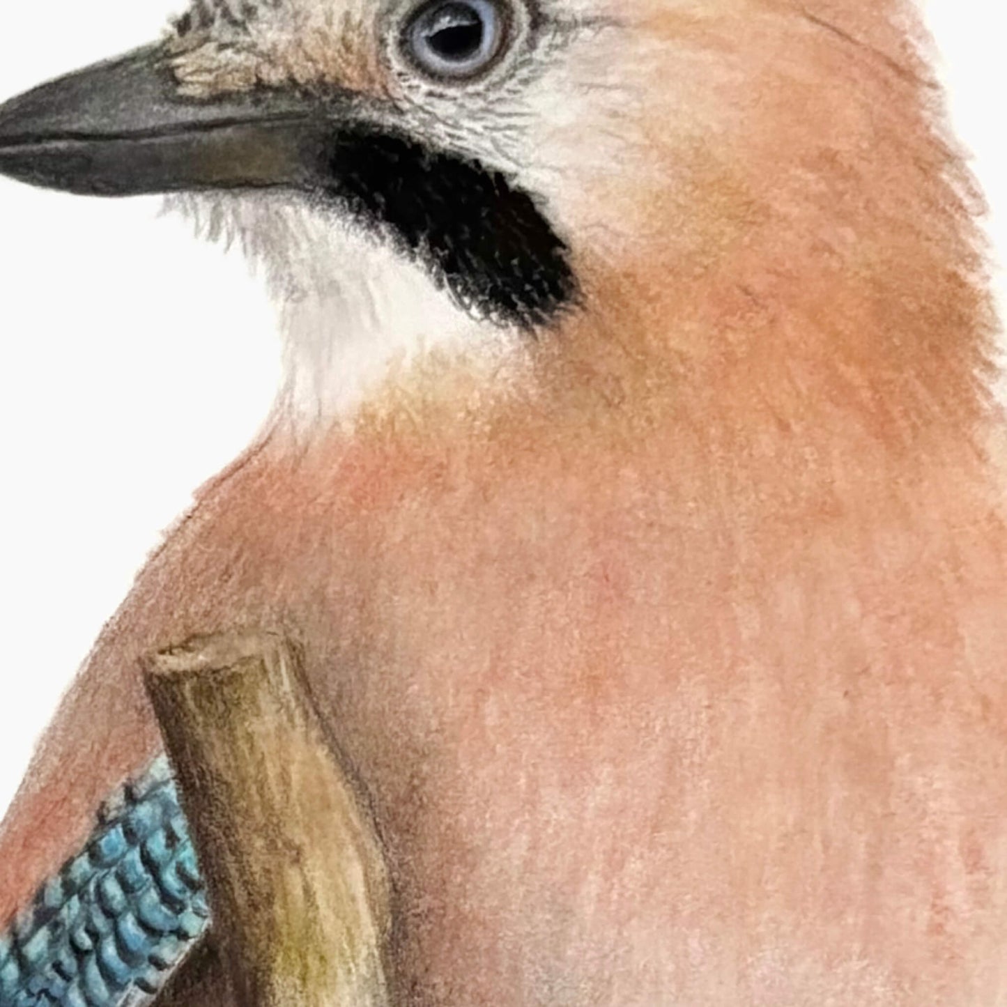 A close up section of an original gouache and pencil painting of a Eurasian jay bird by Amanda Gosse
