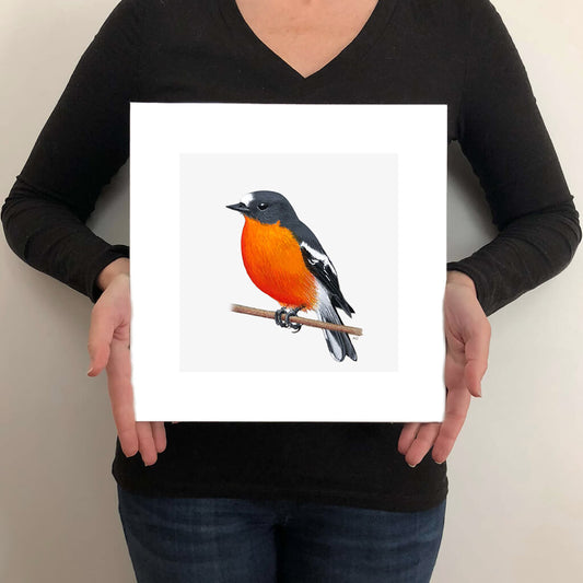 A giclée fine art print on paper of a Flame Robin bird on a light grey background. This image illustrates the print size.