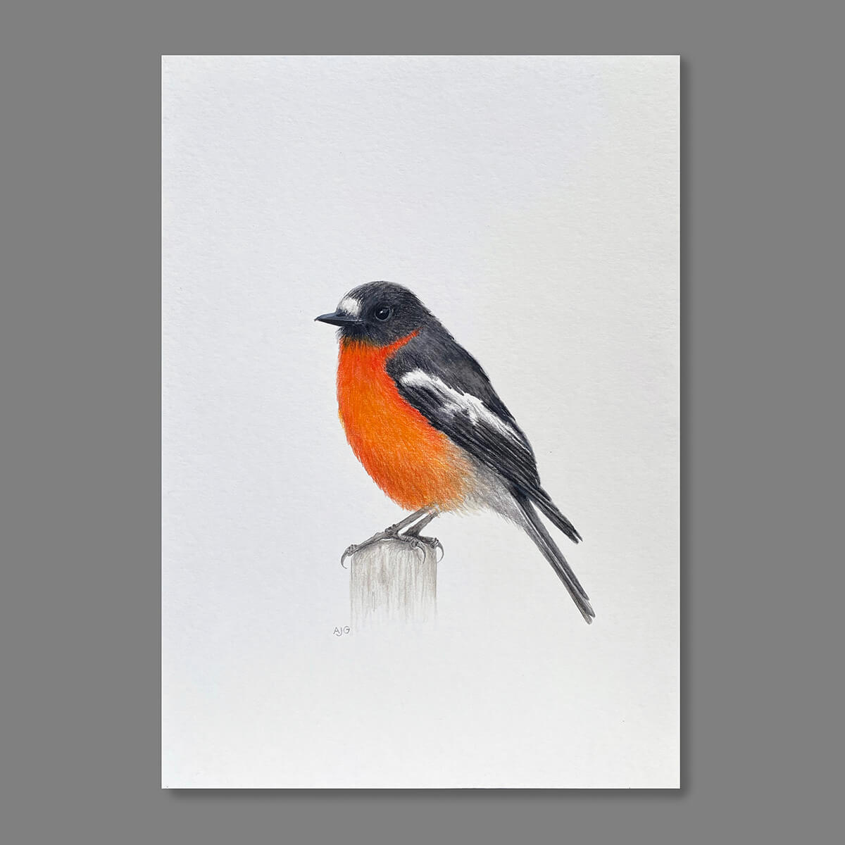 An original realistic painting of a Flame Robin bird, painted in gouache and colour pencil. Artwork shown floating on a dark grey background.