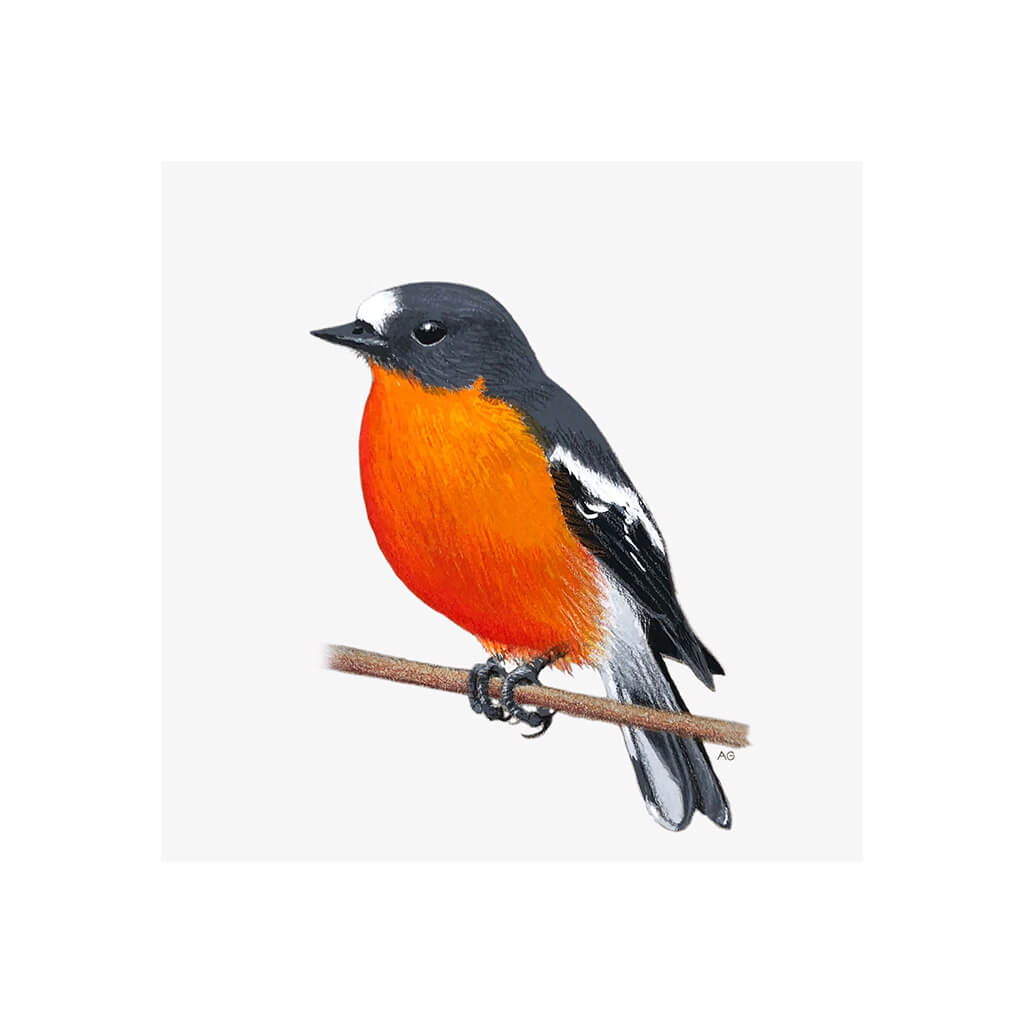 A giclée fine art print of a Flame Robin bird sitting on branch, against a pale neutral colour background.