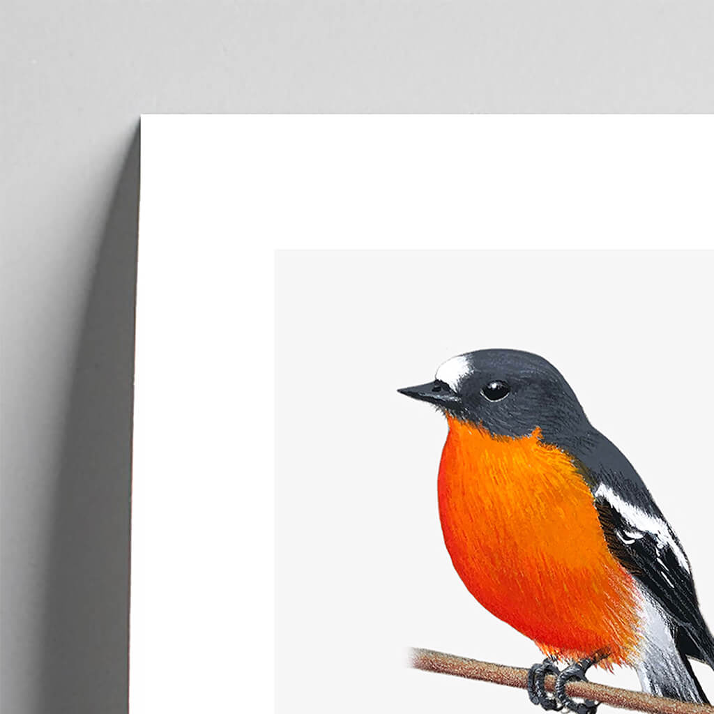 Giclée fine art print of a Flame Robin on a pale grey background. This image shows a section, to highlight the detail.