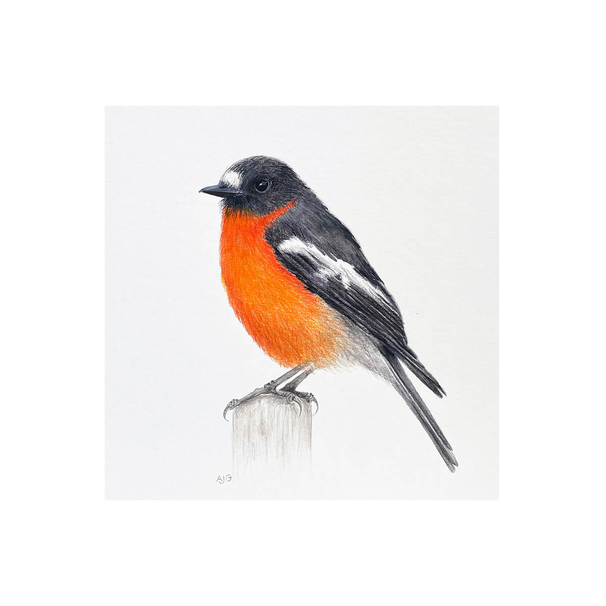 A giclée fine art print of a Flame Robin bird sitting on a wooden post, against a pale neutral colour background.