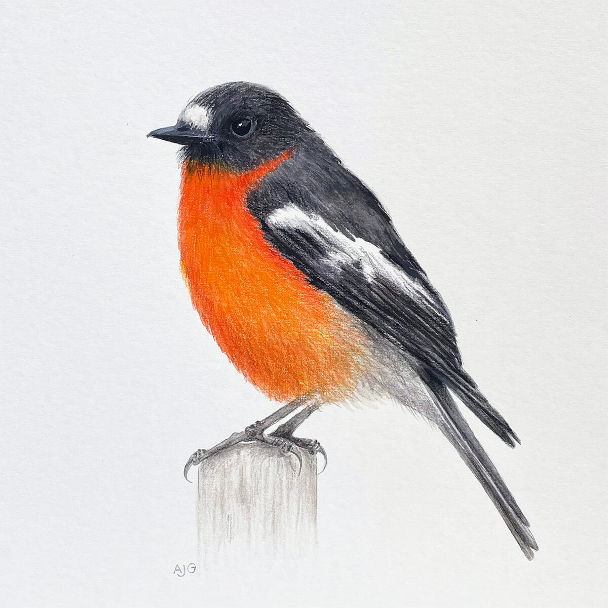 An original realistic painting of a Flame Robin bird on a post, painted in gouache and colour pencil on a white background.