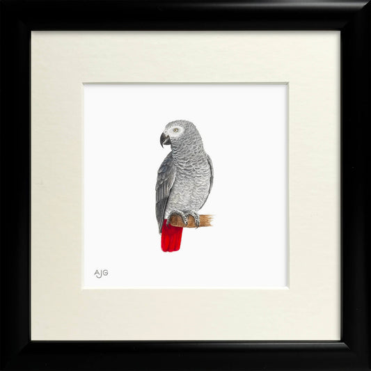 Framed artwork of a gray parrot with red tail on a white background