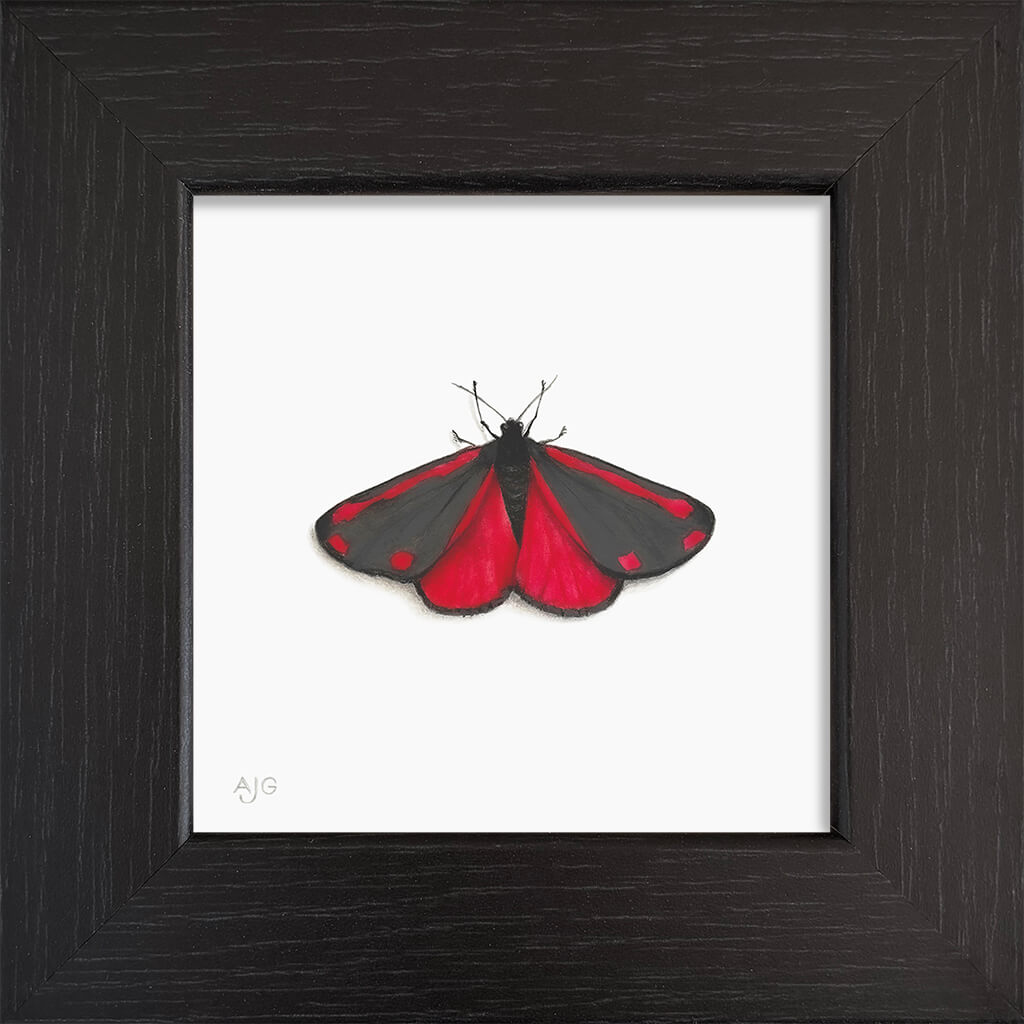 Framed painting of a cinnabar moth with red and black wings on a white background