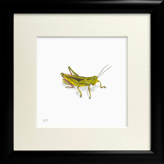 Framed artwork of a green grasshopper on a white background