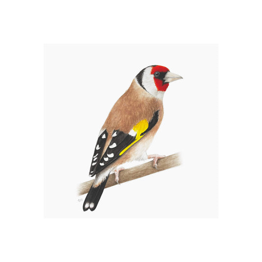 Bird perched on a branch with a white background