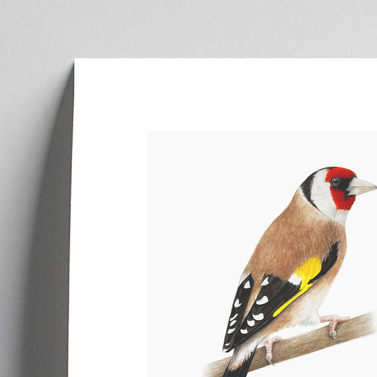 Detail of a goldfinch perched on a branch against a white background