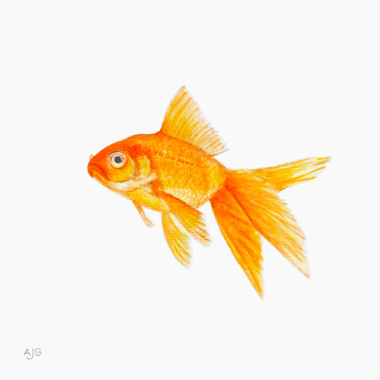 Illustration of a goldfish on a white background