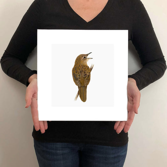 A giclée fine art print on paper of a Grasshopper Warbler bird on a light grey background. This image illustrates the print size.