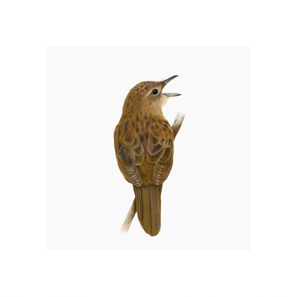 A giclée fine art print of a Grasshopper Warbler bird sitting on branch, against a pale neutral colour background.