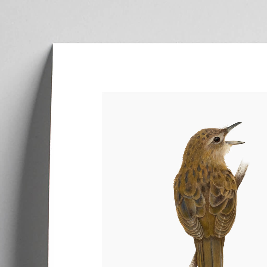 Giclée fine art print of a Grasshopper Warbler on a pale grey background. This image shows a section, to highlight the detail.