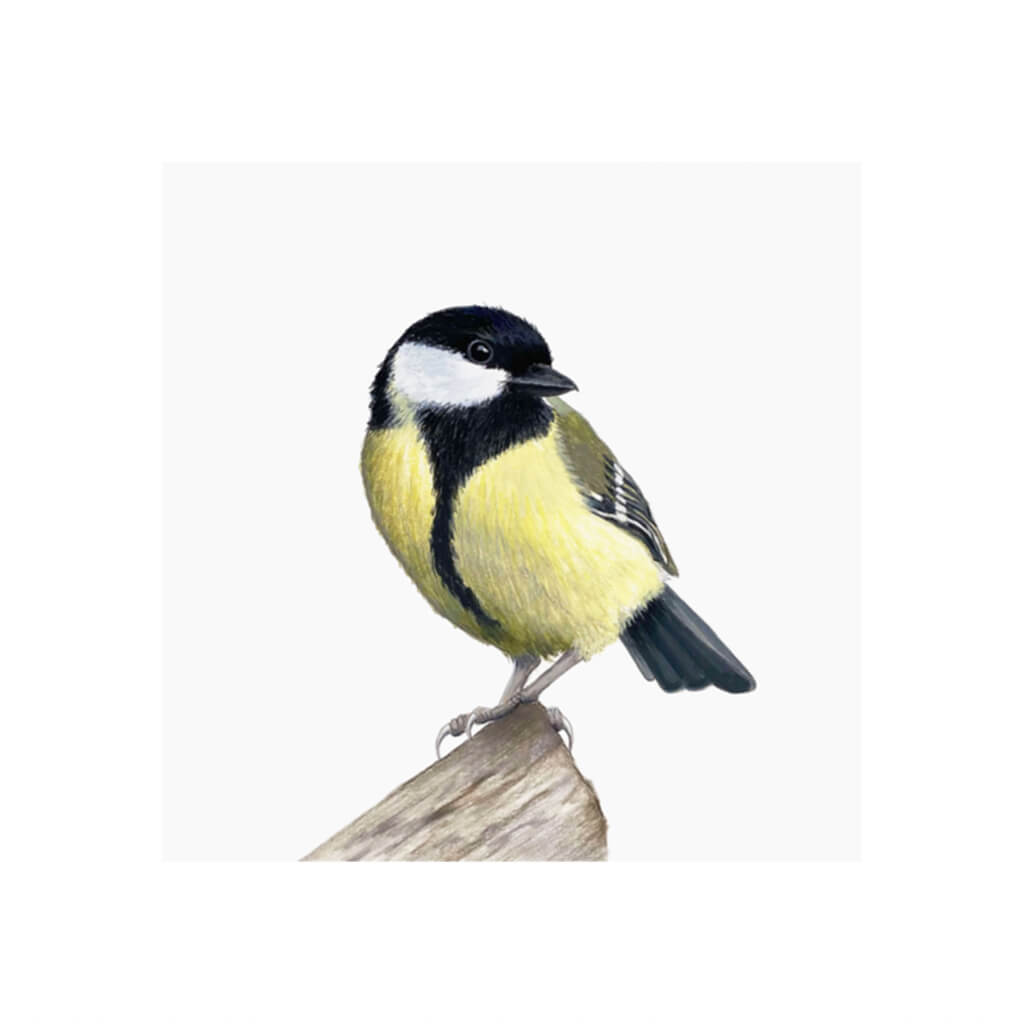 A giclée fine art print of a Great Tit bird sitting on branch, against a pale neutral colour background.