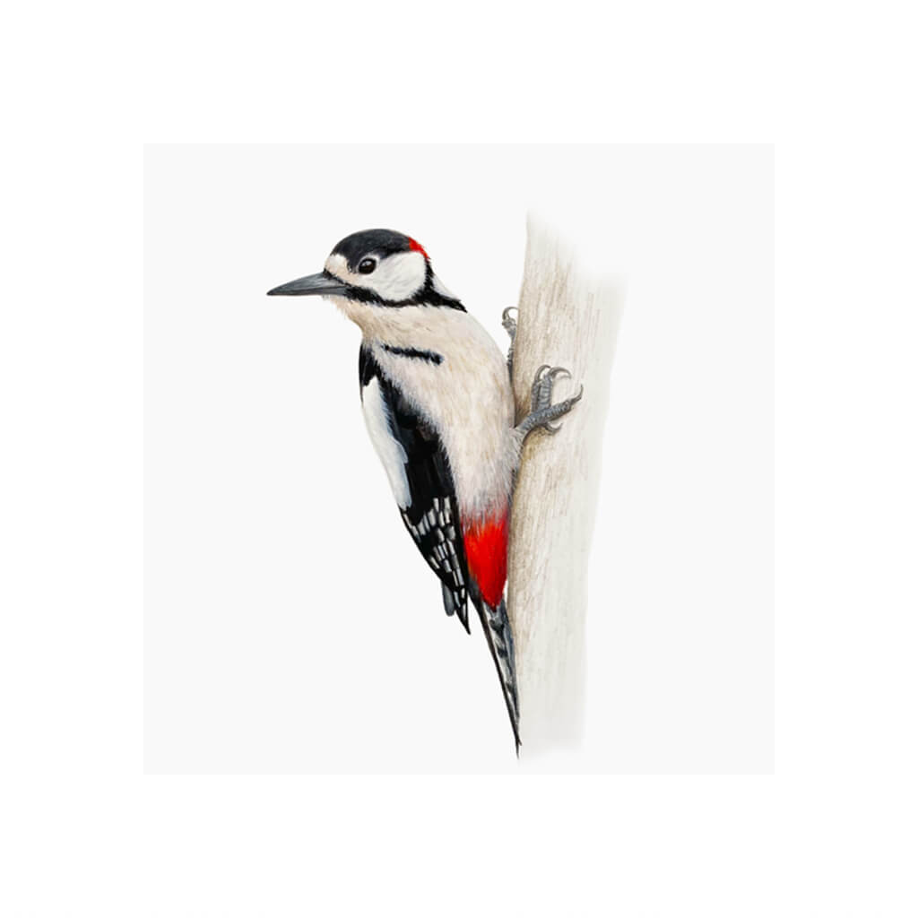 A giclée fine art print of a Greater Spotted Woodpecker bird sitting on branch, against a pale neutral colour background.