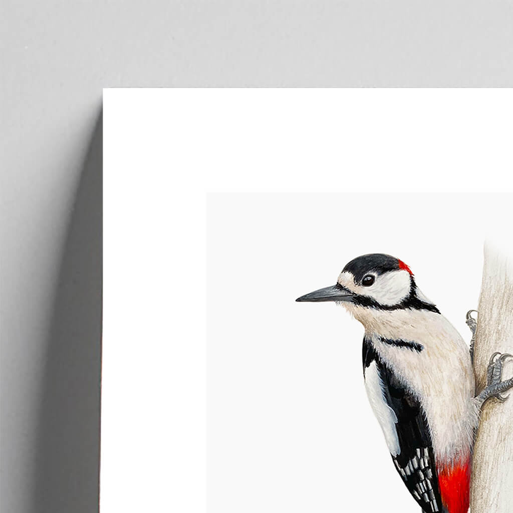 Giclée fine art print of a Greater Spotted Woodpecker on a pale grey background. This image shows a section, to highlight the detail.